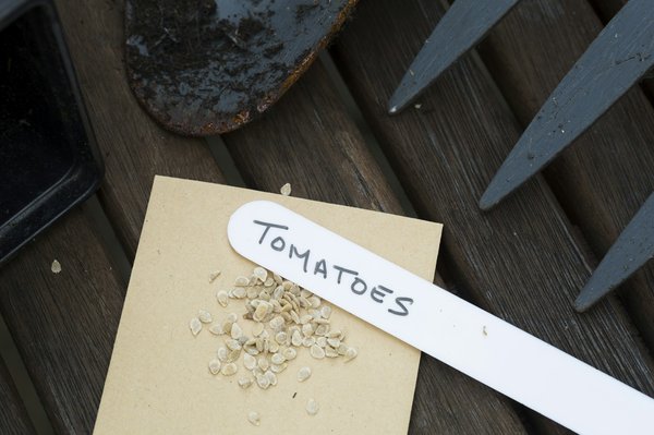 Graines de tomates : conseils pour assurer leur conservation